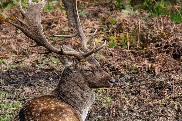 Caulke Abbey Oct 2019 Fallow Deer Resting Forest — стокове фото