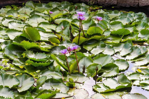 Dambulla Lanka Aug 2015 Lotusblumen Blühen Einem Pool — Stockfoto