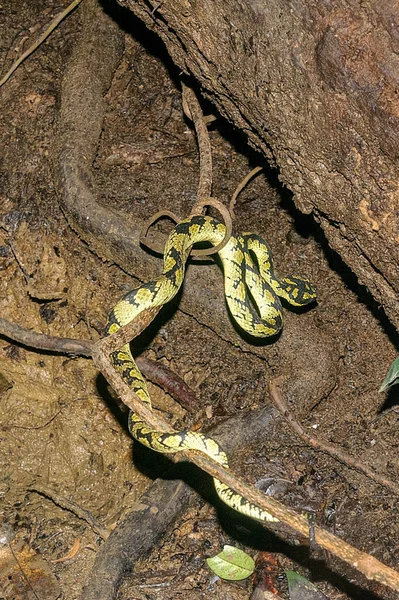 Deniyaya Sri Lanka Víbora Del Pozo Verde Espera Para Atacar — Foto de Stock