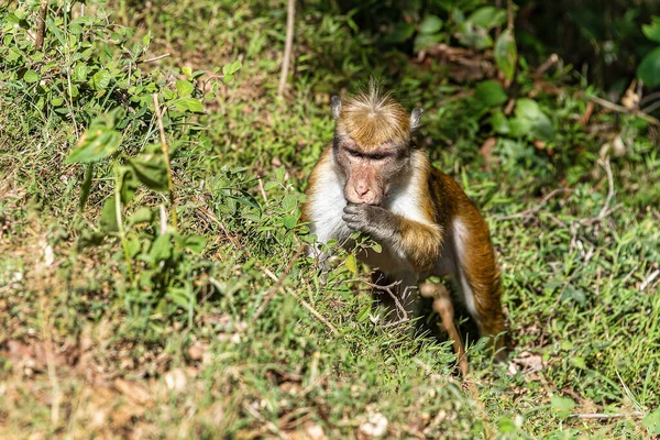 Toque Macaque Foraging Genere Macaca Sinica Una Scimmia Del Vecchio — Foto Stock
