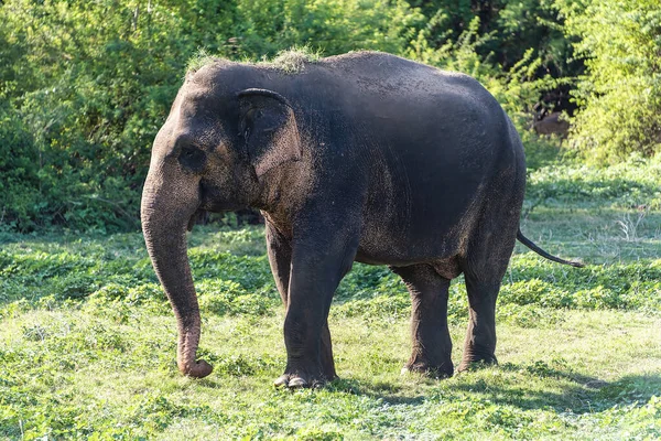Kandula Sri Lanka Juvenile Male Aisian Elephant Walking Nature Reserve — Stock Photo, Image