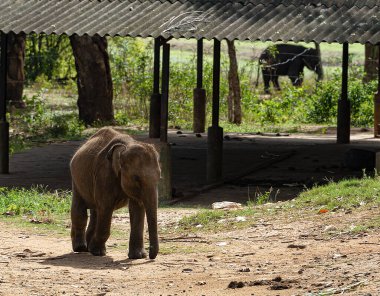Sri Lanka, - Sept 2015:  A young elephant runs for a place in the queue during feeding time at at the Udewalawe, Elephant transit home 
