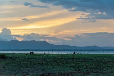 Sri Lanka, - Sept 2015: Distant Elephant st a lake in Udewalawe national park at sunset