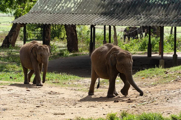 Sri Lanka Sept 2015 Young Elephants Race First Queue Feeding — Zdjęcie stockowe