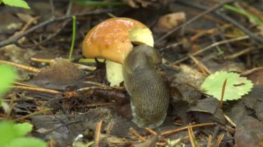 Mantar dan dışarı Slug tarar.