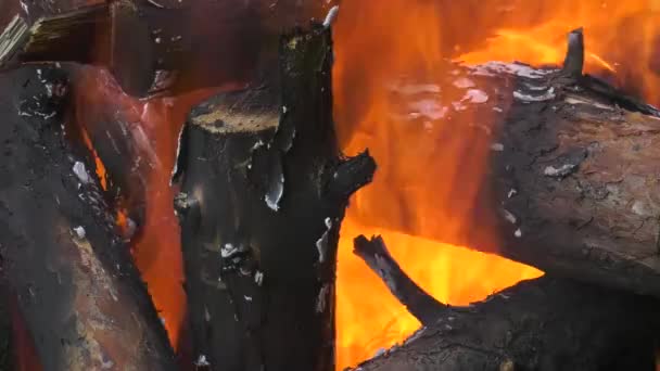 Birning Campfire Burning Embers — Stock Video