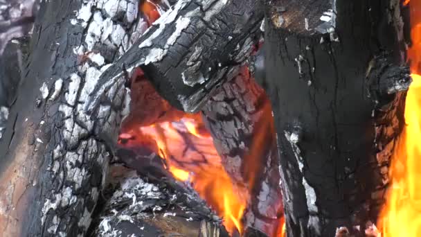Birning キャンプファイヤー 非常に熱い燃え差し — ストック動画