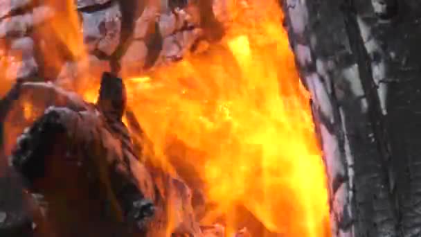 Ein Brennendes Lagerfeuer Glutnester — Stockvideo