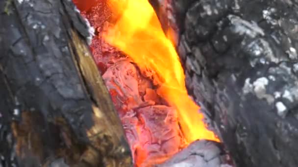 Ein Brennendes Lagerfeuer Glutnester — Stockvideo