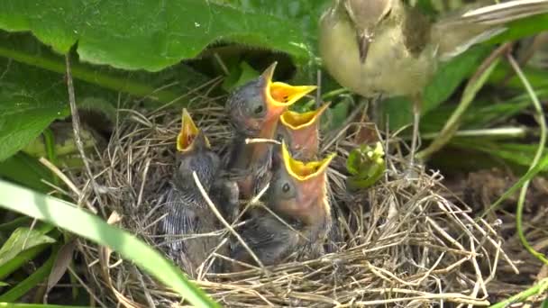 Paruline Poussins Dans Nid — Video