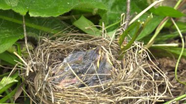 Yuvayı ötleğen civciv.