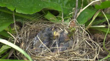 Yuvayı ötleğen civciv.