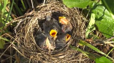 Yuvayı ötleğen civciv.