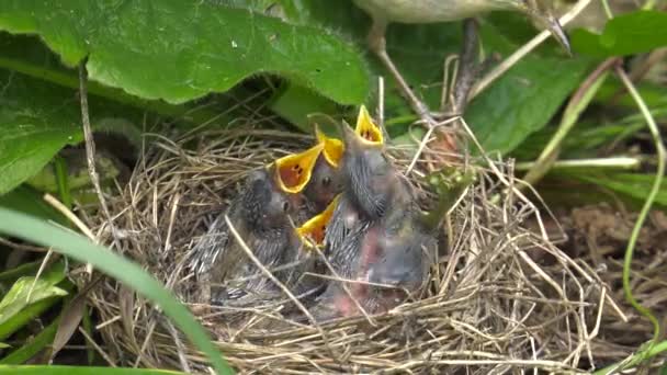 Pintos Warbler Ninho — Vídeo de Stock