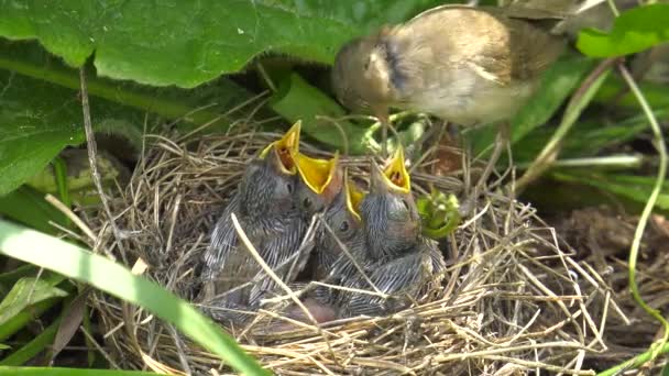 ウグイスの巣に雛 — ストック動画