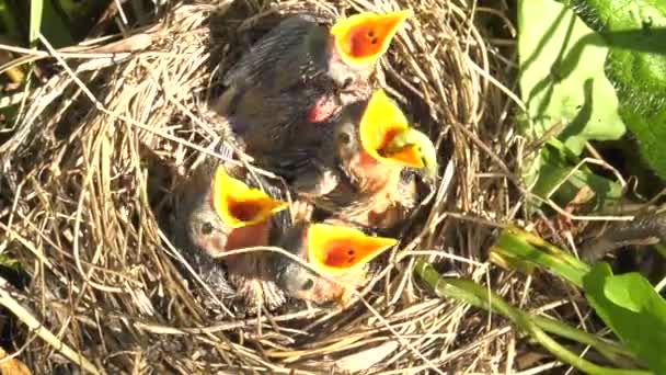 Ωδικό Πτηνό Νεοσσών Στη Φωλιά — Αρχείο Βίντεο