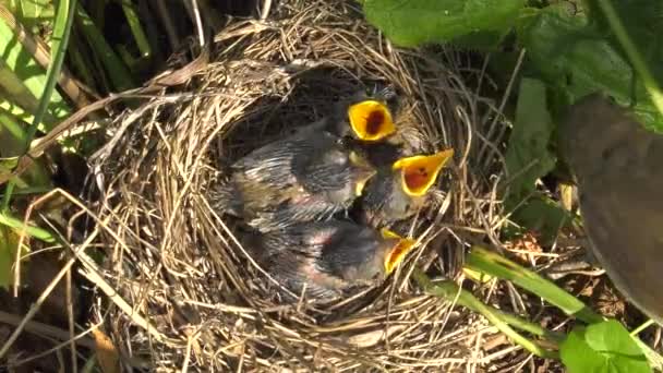 Grasmückenküken Nest — Stockvideo