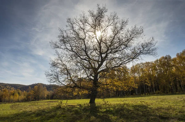 Autumn forest. The oak tree in back light.