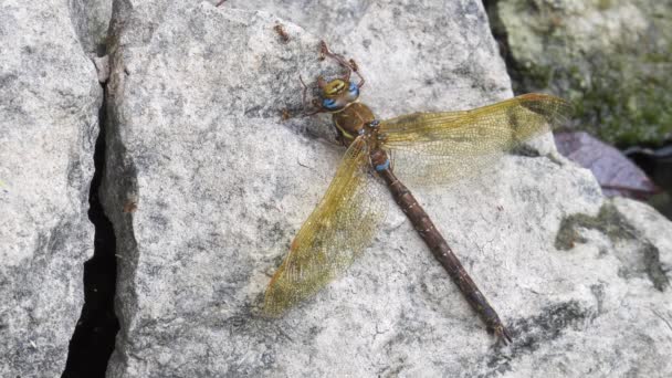 Formiche Mangiano Falco Bruno Morto Aeshna Grandis Libellula — Video Stock