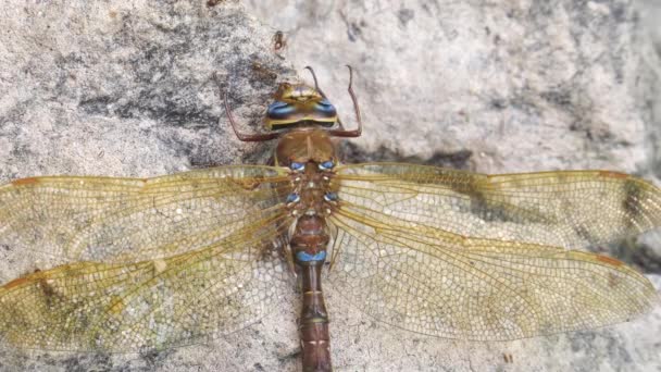 Ameisen Fressen Eine Tote Braune Libelle Aeshna Grandis — Stockvideo