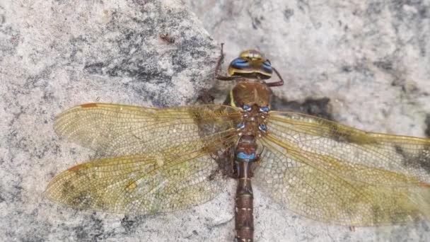 Formigas Comem Falcão Castanho Morto Aeshna Grandis Libélula Timelapse — Vídeo de Stock