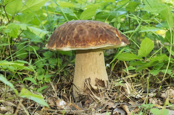 Porcini Mushroom Grass — Stock Photo, Image