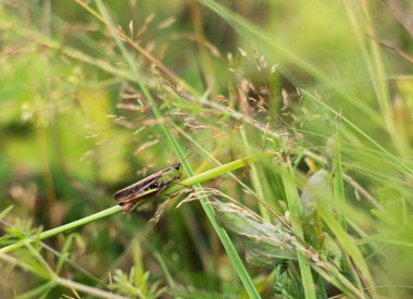 Çimlerin üzerinde çekirge.