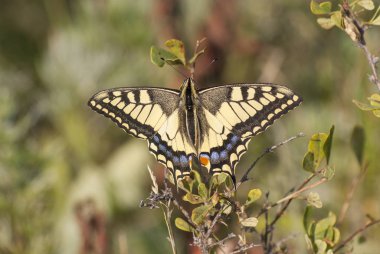 Kelebek Eski Dünya Kırlangıç Kuyruğu (Papilio machaon) çimlerin üzerinde.
