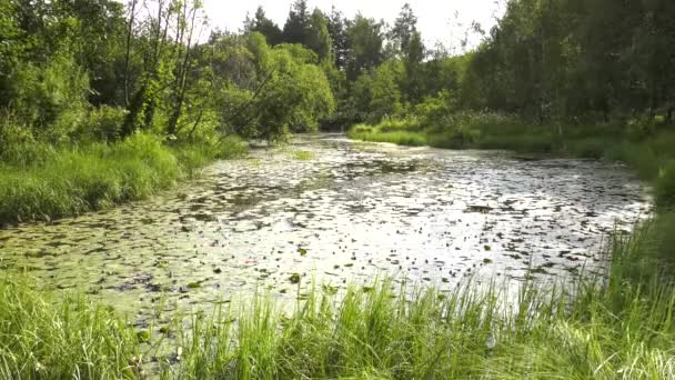 Lago Montagna Con Ninfee Cervo Capriolo Luogo Irrigato Intera Giornata — Video Stock