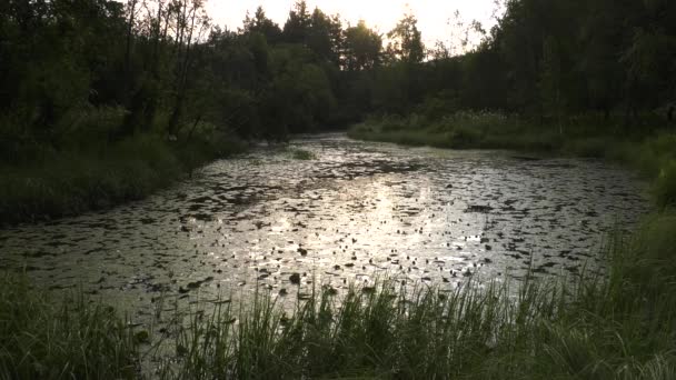 Lac Montagne Avec Nénuphars Temps Écoulé — Video