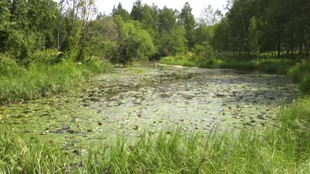 Bergssjö Med Näckrosor Rådjur Vattningsplats Tidsfrist — Stockvideo