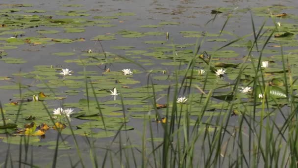 Lago Cantera Con Lirios Agua Blanca — Vídeo de stock