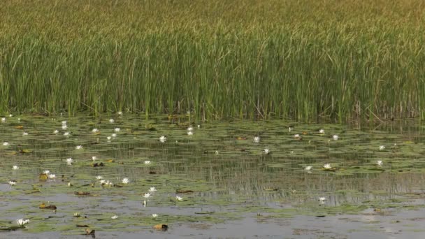 Beyaz Nilüferli Taş Ocağı Gölü — Stok video