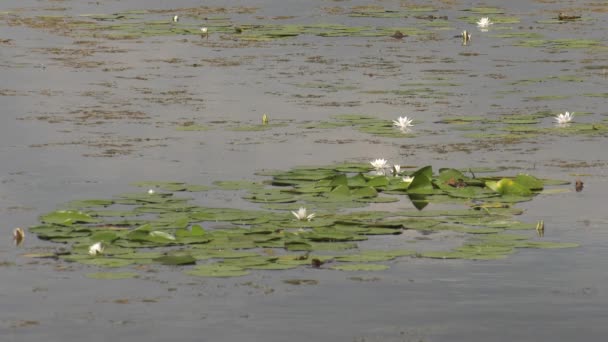 Карьерное Озеро Белыми Водяными Лилиями — стоковое видео