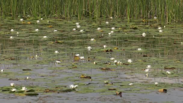 Baggersee Mit Weißen Seerosen — Stockvideo