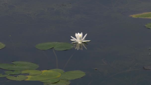 Quarry Lake White Water Lilies — 비디오