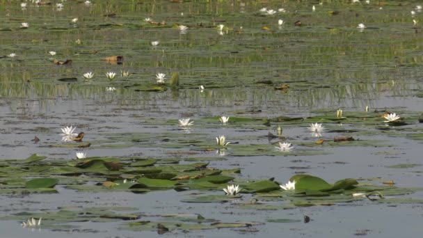Quarry Lake White Water Lilies — Stock Video