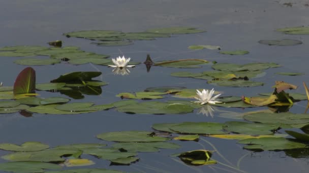 白い睡蓮と採石湖 — ストック動画