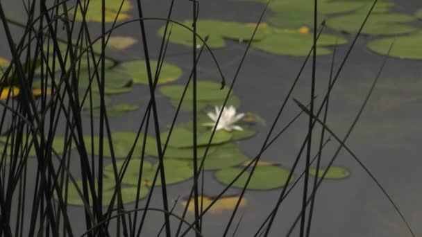 白色睡莲的采石湖 — 图库视频影像
