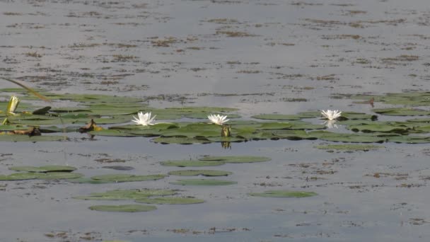 Lac Carrière Avec Nénuphars Blancs — Video