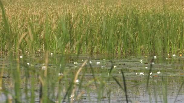 Lac Carrière Avec Nénuphars Blancs — Video