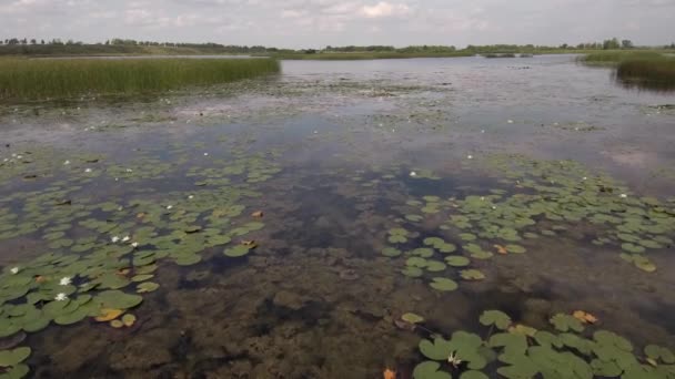 Quarry Lake White Water Lilies Aerial View — ストック動画