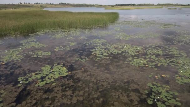 Quarry Lake White Water Lilies Aerial View — Stock Video