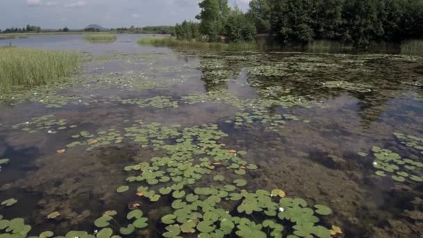 Lac Carrière Avec Nénuphars Blancs Vue Aérienne — Video