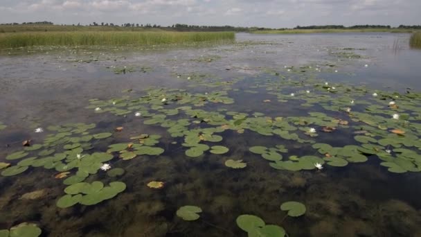 Steengroeve Met Witte Waterlelies Luchtzicht — Stockvideo