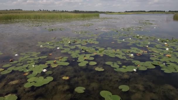 Lago Cava Con Ninfee Bianche Vista Aerea — Video Stock