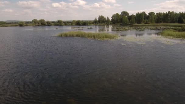 Quarry Lake White Water Lilies Aerial View — 비디오