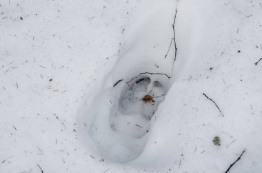 Kardaki geyik patikası.
