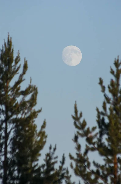Φεγγάρι Μέσα Από Τις Κορώνες Των Δέντρων — Φωτογραφία Αρχείου