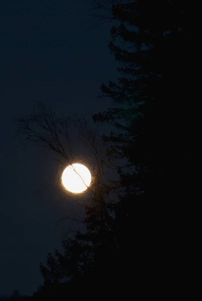 Maan Door Kronen Van Bomen — Stockfoto